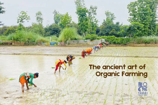 Organic Farming Traditional Farming Methods Kala Namak RiceLocal Farmers Support Sustainable Farming Practices Natural FertilizersBenefits of Organic Farming for Local Communities How Traditional Farming Methods Sustain the Environment