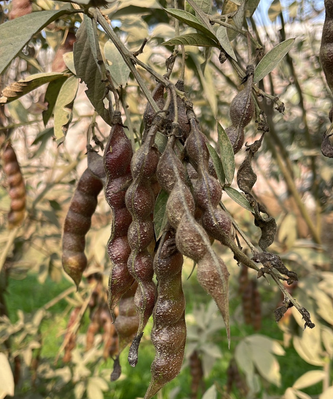 Arhar Dal (Roasted)